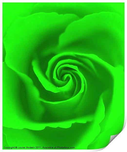 Lime Rose Print by Louise Godwin