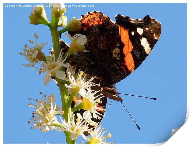 Red Admiral 2 Print by Louise Godwin