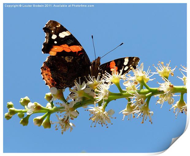 Red Admiral 3 Print by Louise Godwin