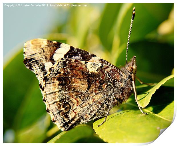 Red Admiral Butterfly Print by Louise Godwin