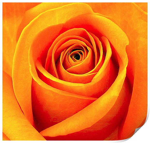 Orange Abstract Rose Print by Louise Godwin
