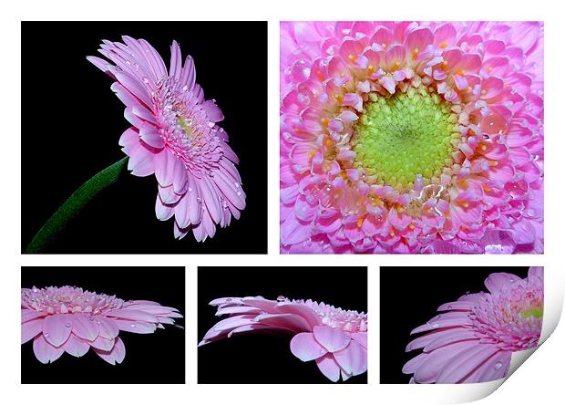 Pink Gerbera Daisy Collage Print by Louise Godwin