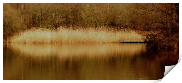 Dreamy Reeds Print by Louise Godwin