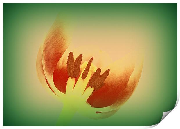 Tulip Centre Print by Louise Godwin