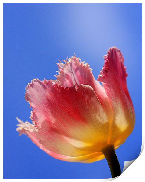 Sky High Tulip Print by Louise Godwin