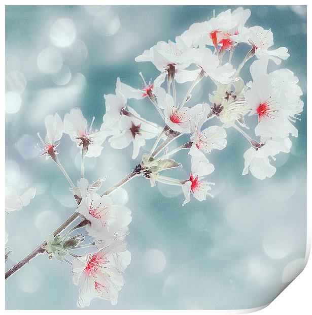  Beautiful Blossom Print by Louise Godwin