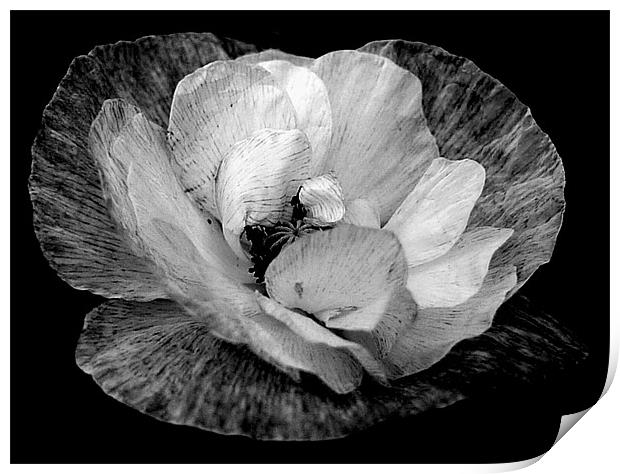 Black And White Poppy Print by Louise Godwin