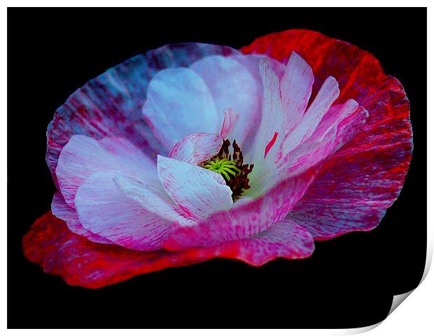Abstract Poppy Print by Louise Godwin