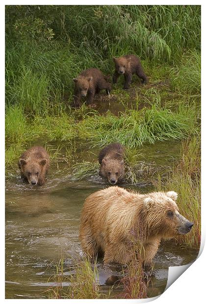 Bear family II Print by Thomas Schaeffer