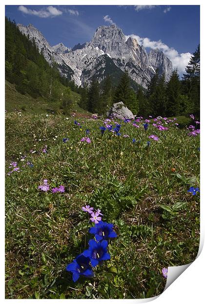 Alpine flowers Print by Thomas Schaeffer