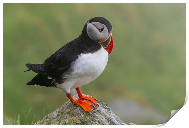 Puffin Print by Thomas Schaeffer