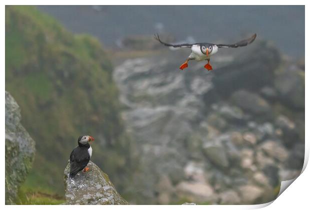 Puffin Print by Thomas Schaeffer