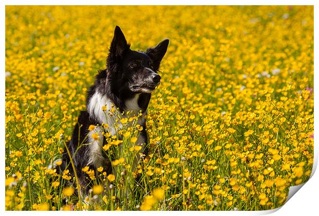 Dog in flowers Print by Thomas Schaeffer