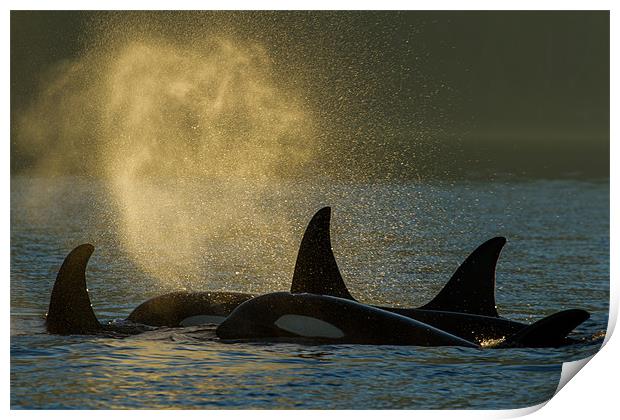 Orcas in Johnstone Strait Print by Thomas Schaeffer