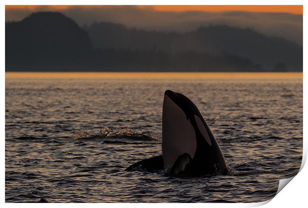 Orcas in Johnstone Strait at sunset Print by Thomas Schaeffer