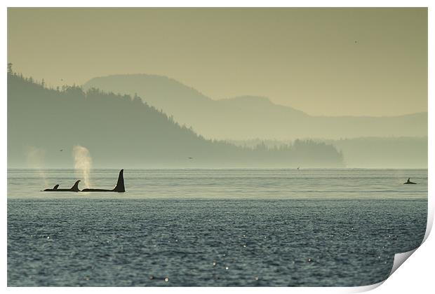 Orcas in Johnstone Strait at sunset Print by Thomas Schaeffer