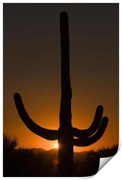 Saguaro sunset Print by Thomas Schaeffer
