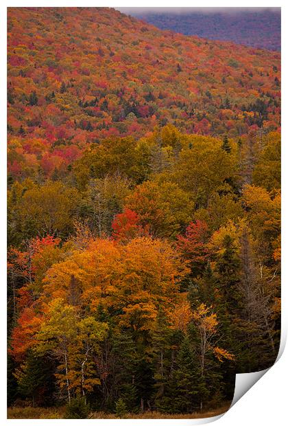 Fall colors New Hampshire Print by Thomas Schaeffer