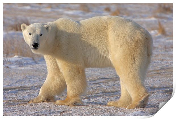 Nanuq  Print by Thomas Schaeffer