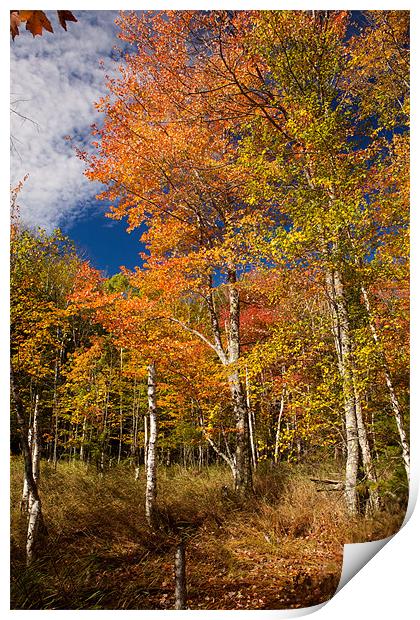 Fall colors Maine Print by Thomas Schaeffer