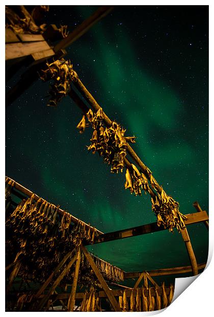 Northern Lights and dry fish Print by Thomas Schaeffer