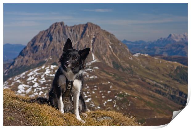 Border Collie in the mountains Print by Thomas Schaeffer
