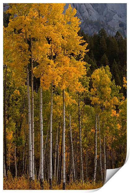 Fall colors Print by Thomas Schaeffer
