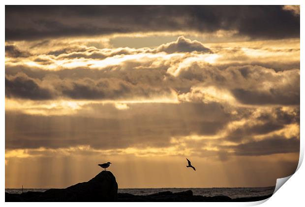 Midnight sun at the beach at Ramberg Print by Thomas Schaeffer