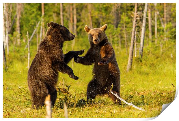 Dancing bears Print by Thomas Schaeffer