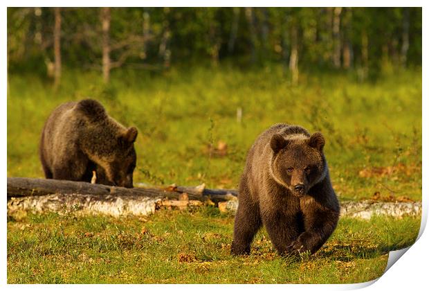 Brown bear in Martinselkonen Print by Thomas Schaeffer