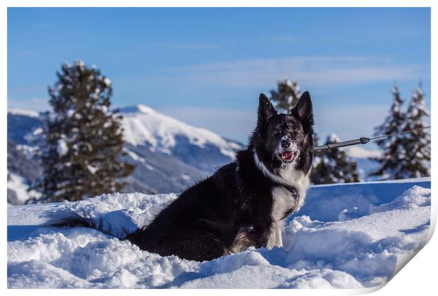 Border Collie Print by Thomas Schaeffer