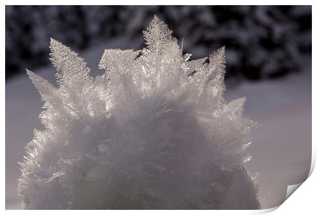 Snow crystal Print by Thomas Schaeffer