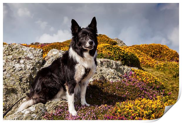 Braich y Pwll Border Collie Print by Thomas Schaeffer