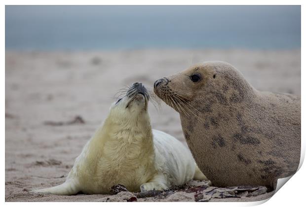 Seals on Helgoland Print by Thomas Schaeffer