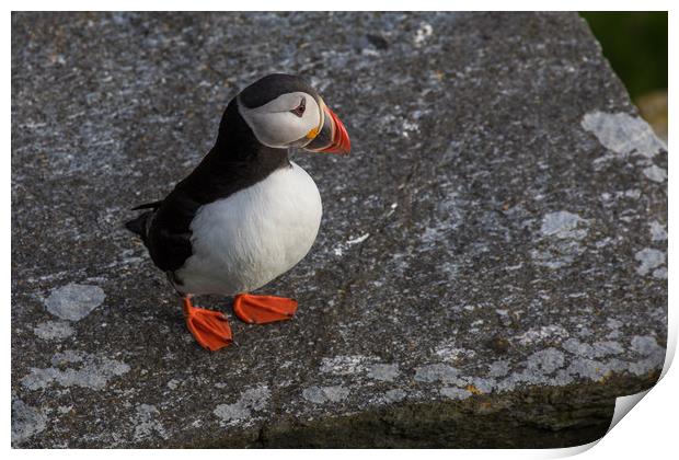 Puffin Print by Thomas Schaeffer