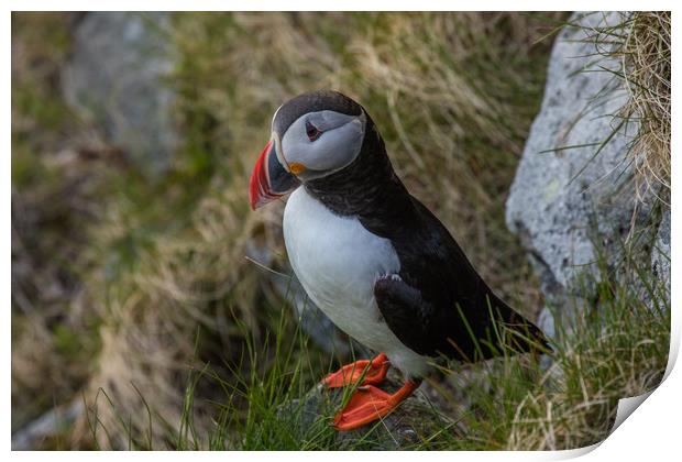 Puffin Print by Thomas Schaeffer