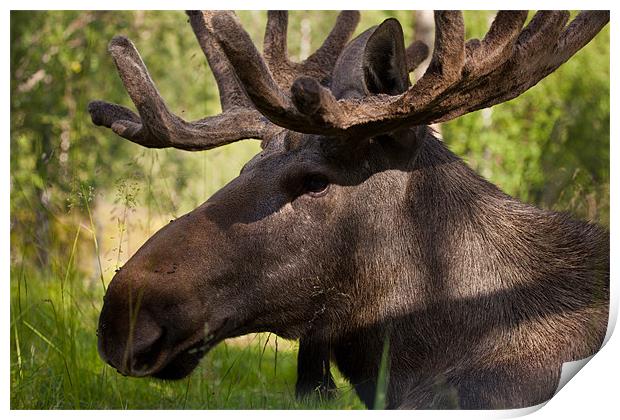 Moose at the zoo Print by Thomas Schaeffer