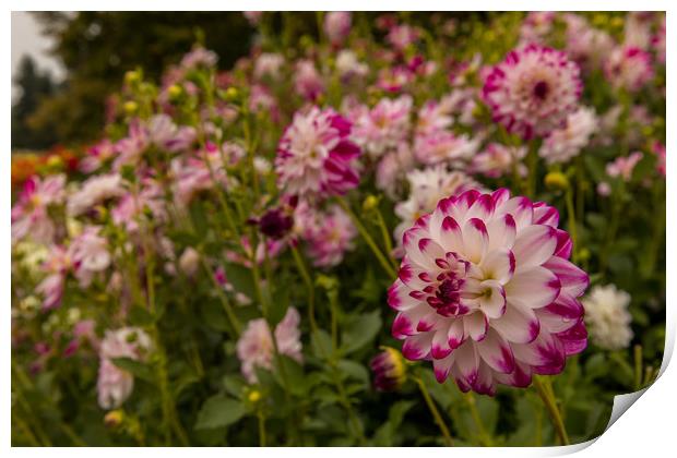 Dahlia Print by Thomas Schaeffer