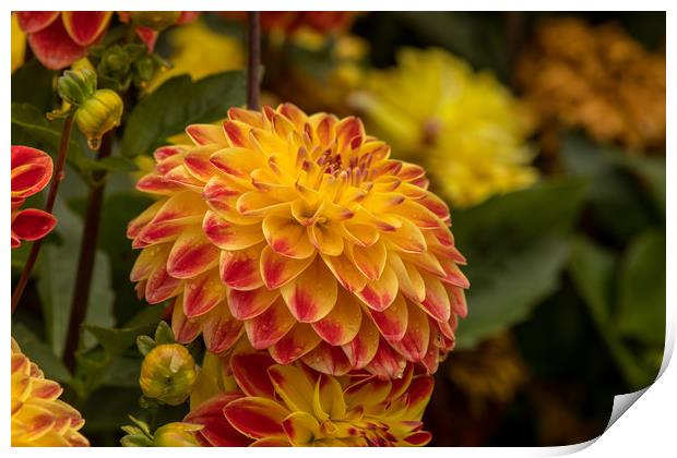 Dahlia Print by Thomas Schaeffer