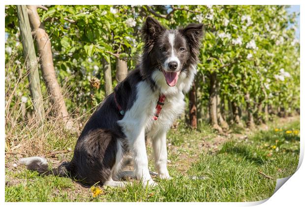 Border Collie in the spring Print by Thomas Schaeffer