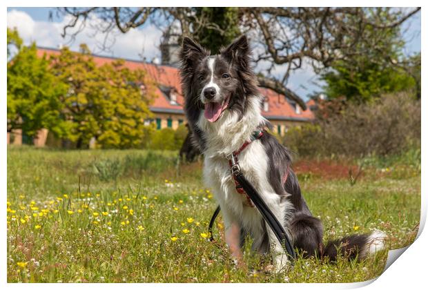 Border Collie in the Park Print by Thomas Schaeffer