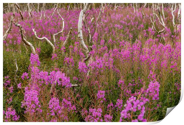 Fireweed  Print by Thomas Schaeffer