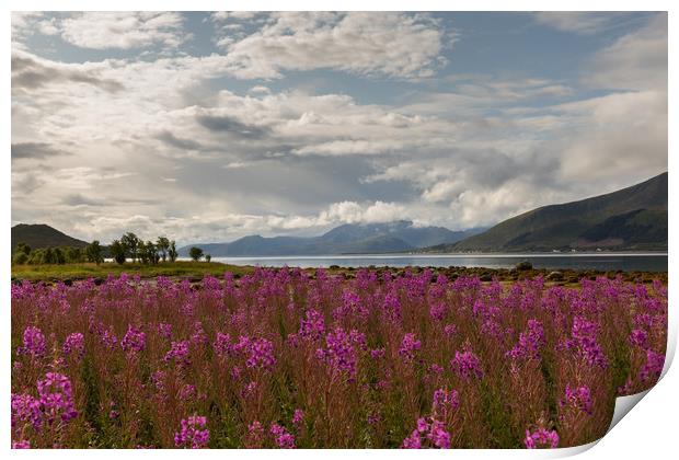 Fireweed at the Fjord Print by Thomas Schaeffer