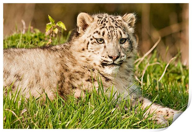 Snow Leopard Cub Print by Peter Wilson