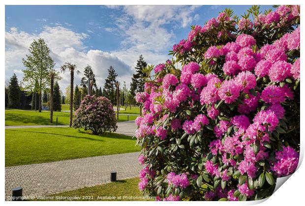 Park Galitskogo, Krasnodar, Russia, Europe Print by Vladimir Sidoropolev