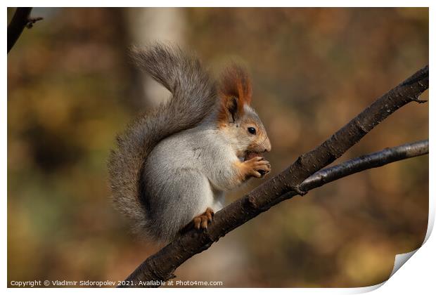 Squirrel on a branch Print by Vladimir Sidoropolev