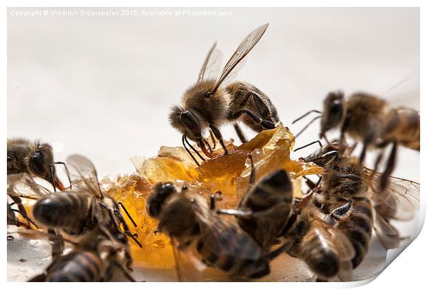  Bee and honey Print by Vladimir Sidoropolev