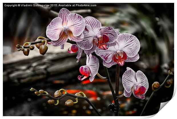  Orchid Print by Vladimir Sidoropolev