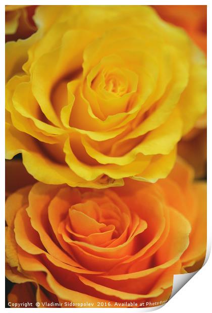 yellow roses Print by Vladimir Sidoropolev