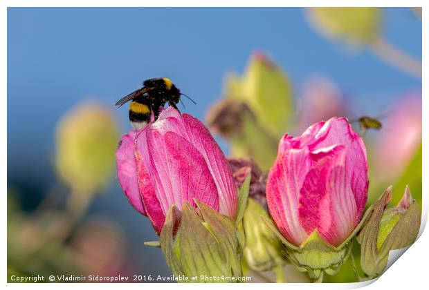 Flowers and bumblebee Print by Vladimir Sidoropolev